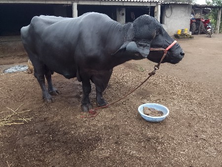 15 દીવસ ની કાચી