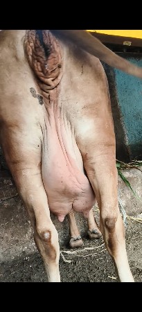 ગાય વેસવાની પેલું વેતર દસ દિવસ