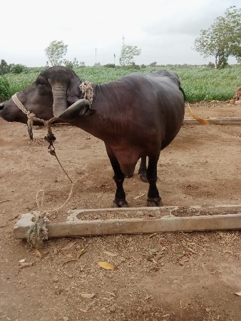 રામભાઈ ડેર