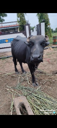 1 વેતર ખડેલી વેચવાની છે
