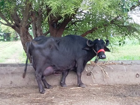 ભેંસ વેચવાની છે.