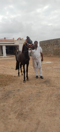 આ ઘોડો વેચવાનો છે