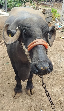 ભેંસ વેચવા ની છે