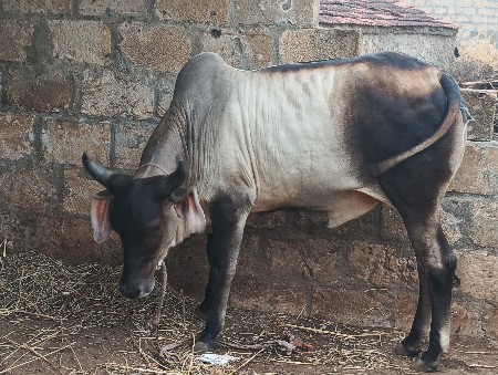 અઢી. વરશનીસે
