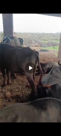 ખણેલા વેચવાના છે