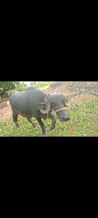 જાફરાબાદી ભેંસ