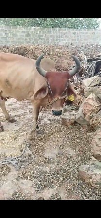 ગાય વેશવા  ની