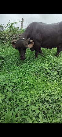 ખાસ આ નંબર માં ફોન કરવો
9662787087