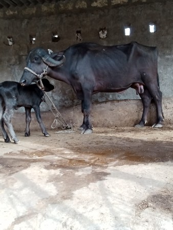 બે ભેંસો વેચવાની છે