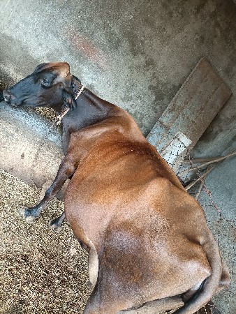 ગાય વેચવાની છે