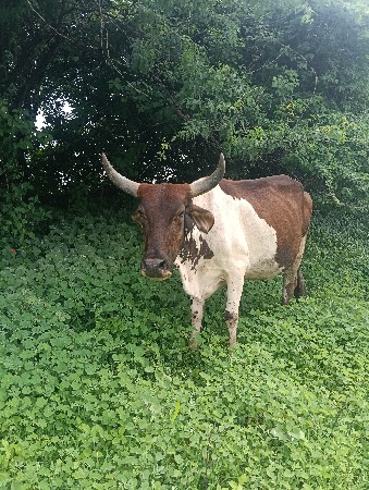 ગાય વેચવાની છે 9510505105