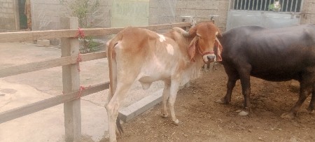 ગાય વેચવાની છે