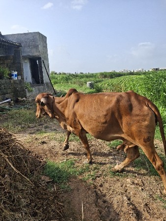 ગિર ગાય વેચવાની છે
