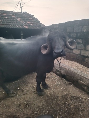 ભેંશ દેવાની છે