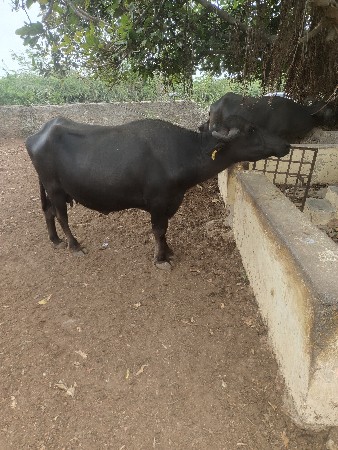 ભેસ વેચવાની છે