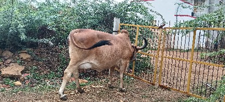 gay vechvani se