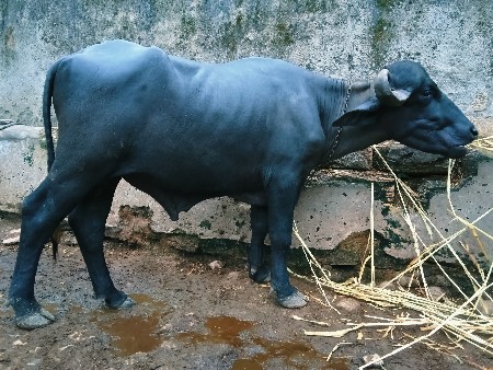 પાડો