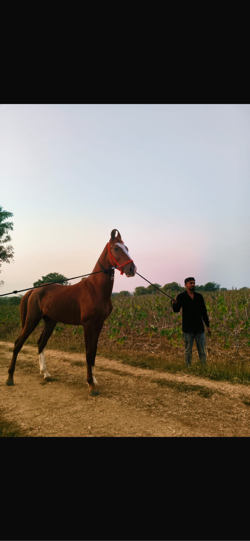 Sata hale 
Vachero 
24 mahinano
Chadav nathi