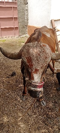 ગાય વેચવાની છે