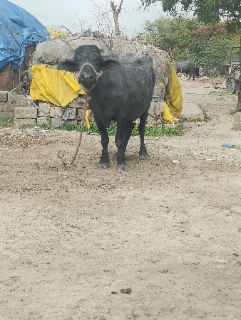 ભેંસ વેચવાની છે