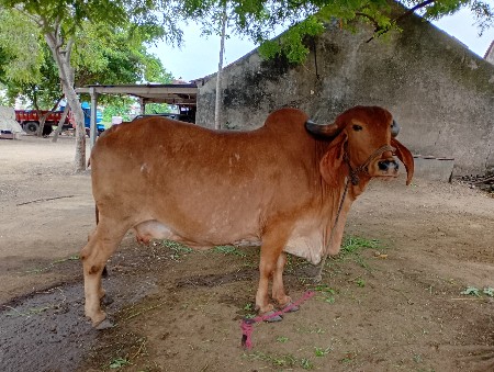 gaay  vechvani 6e
