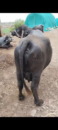 ભીલી ભેંશ વેચવાની છે 4 વેતર 👍