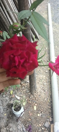 વેસવાના સે