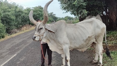 બળદ વેચવાના છે