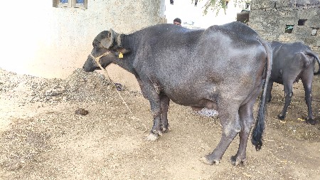 ભેંસ વેચવાની છે