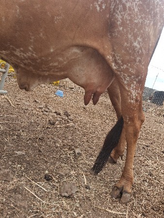 ગાય વેચવાની છે