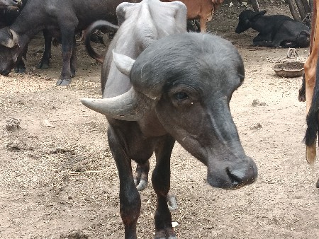 પાડો વેચવાનો છે
