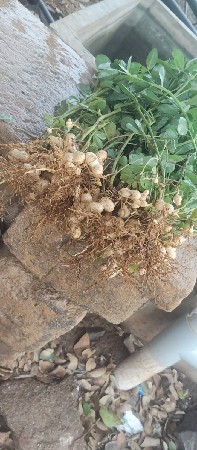 મગફળી વેચવાની છે