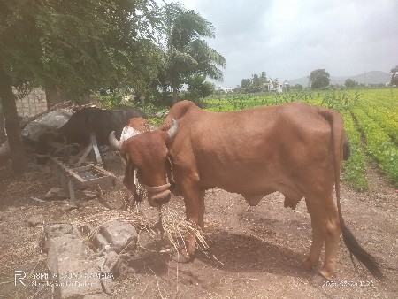 ગાય