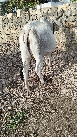 દેવાની