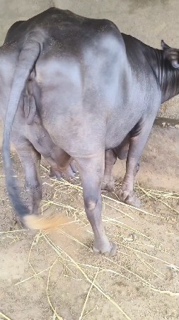 બીજુ વેતર ભેંસ વેચવાની છે