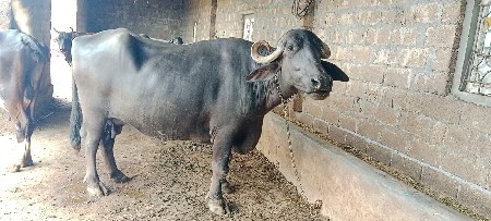 વેચવાની છે