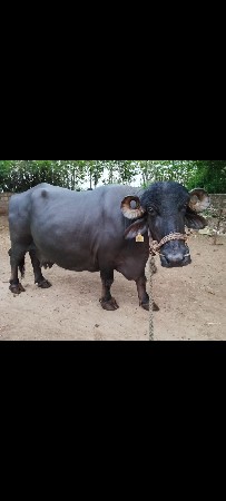 ભેશ વેશવાની છે