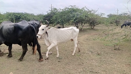 ગાય