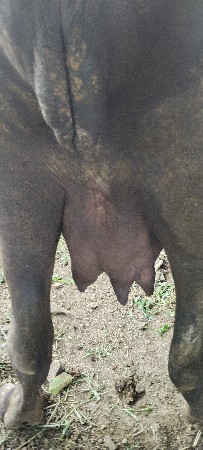 khadeli vesvani che