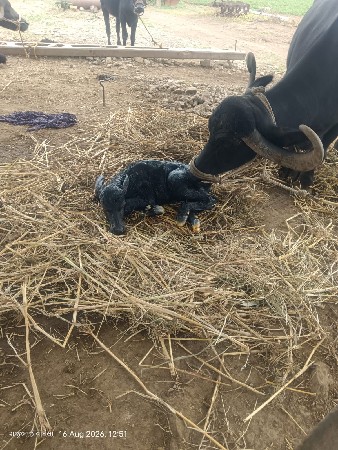 વેસવાની