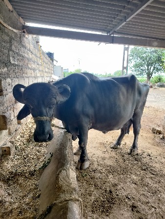 ભેંસ વેચવાની છે