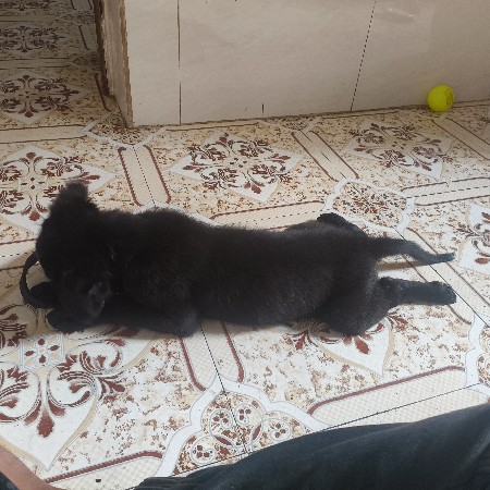 lebrador dog female 2 month