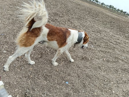 દેશી કૂતરો