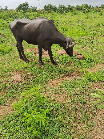 ખડેલી