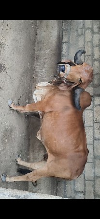ગીર ગાય વેચવાની છે