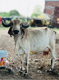 ગાય વેચવા ની