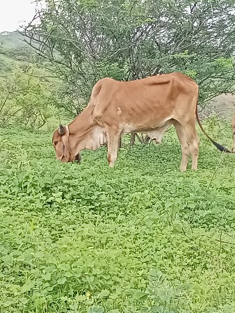 આ વાત છેડો વેચવાનો છે