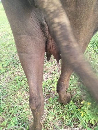 મહીના દીવાની કાસી છે