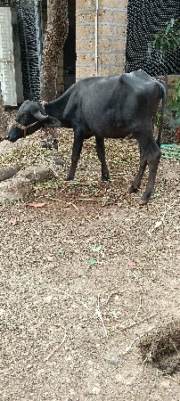 પાડી વૈચવાની છે