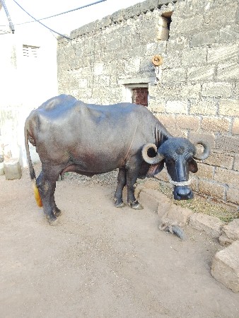 પેલ વેતરી ખળેલી વેચવાની છે.